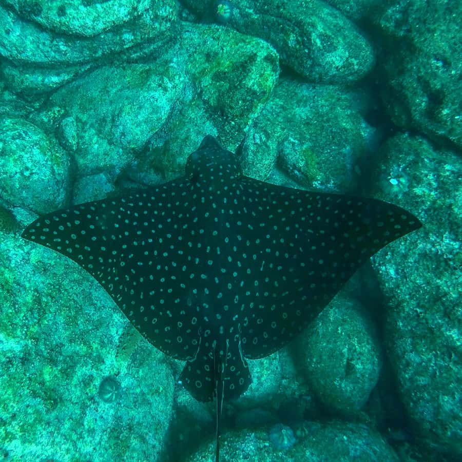 Rio: Snorkel & Swim with Turtles Tour at Tijuca Islands - Stop 4: photos and a walk on the islands when the sea is calm