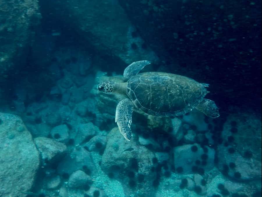 Rio: Snorkel & Swim with Turtles Tour at Tijuca Islands - Wildlife and birds: what you should expect, and what can change