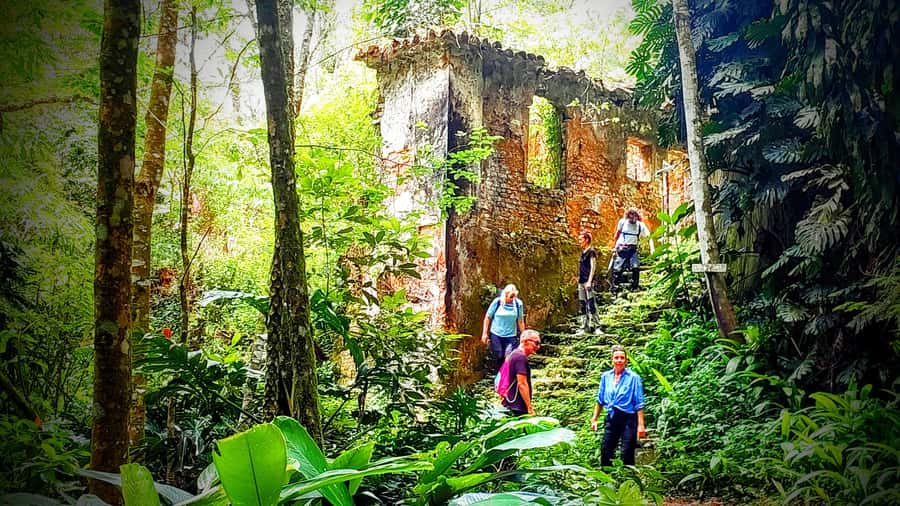 Rio: Tijuca Forest Small Group Hike to Caves and Waterfalls - Tijuca Forest: Why This Hike Feels Different From a Typical Nature Walk