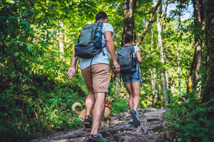 São Paulo: Atlantic Forest Hike in Jaraguá Park with Picnic - Key Highlights Worth Your Attention