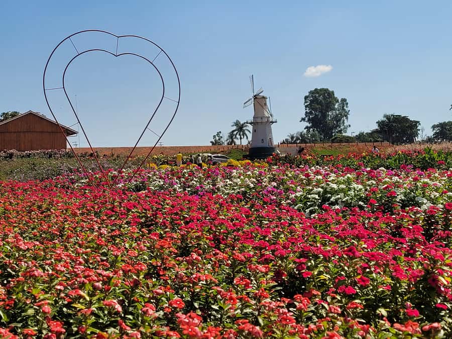 São Paulo: Holambra Colorful Flower Farm Guided Day Trip - How the Flower Farm Visit Works (Gerberas, Chrysanthemums, and More)