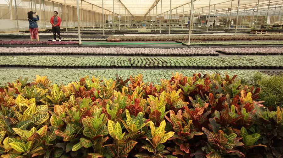São Paulo: Holambra Colorful Flower Farm Guided Day Trip - Afternoon Free Time on Boulevard Street