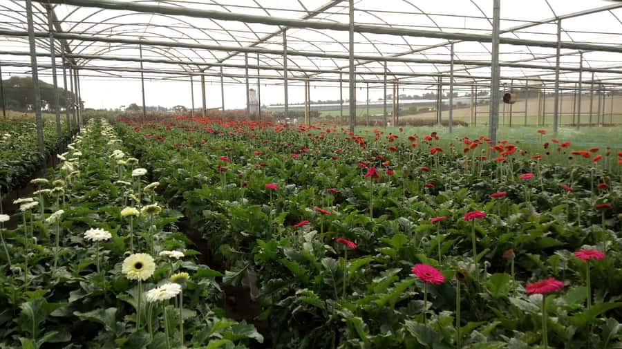 São Paulo: Holambra Colorful Flower Farm Guided Day Trip - Timing and the Pace of a 10-Hour Day