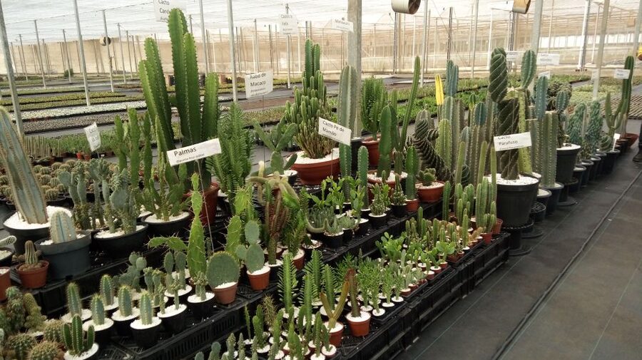 São Paulo: Holambra Colorful Flower Farm Guided Day Trip - Value, Small Group Comfort, and What You Get for $118