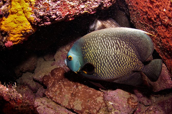 Scuba Diving in Rio de Janeiro - Gear Is Included, So Your Job Is Fit and Prep
