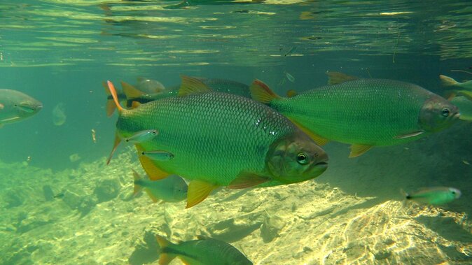 Skip the Line:Recanto Ecologico Rio da Prata Ticket including Trail & Snorkeling - Key things to know before you go