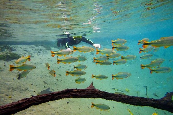 Skip the Line:Recanto Ecologico Rio da Prata Ticket including Trail & Snorkeling - Rio da Prata snorkeling and the trail-to-water rhythm
