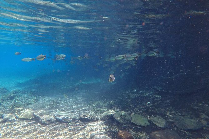 Skip the Line:Recanto Ecologico Rio da Prata Ticket including Trail & Snorkeling - Snorkeling down clear water: gear, guide support, and what you’ll actually see