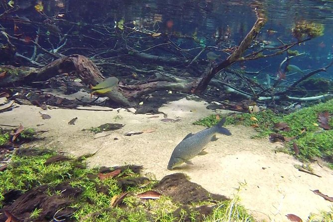 Skip the Line:Recanto Ecologico Rio da Prata Ticket including Trail & Snorkeling - Small group size: why max 9 actually improves your day