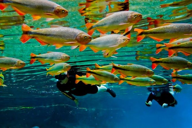 Skip the Line:Recanto Ecologico Rio da Prata Ticket including Trail & Snorkeling - Price and value: what $117.72 buys you in real terms