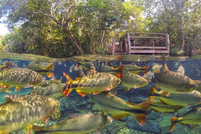 Skip the Line:Recanto Ecologico Rio da Prata Ticket including Trail & Snorkeling - Logistics that can make or break your day