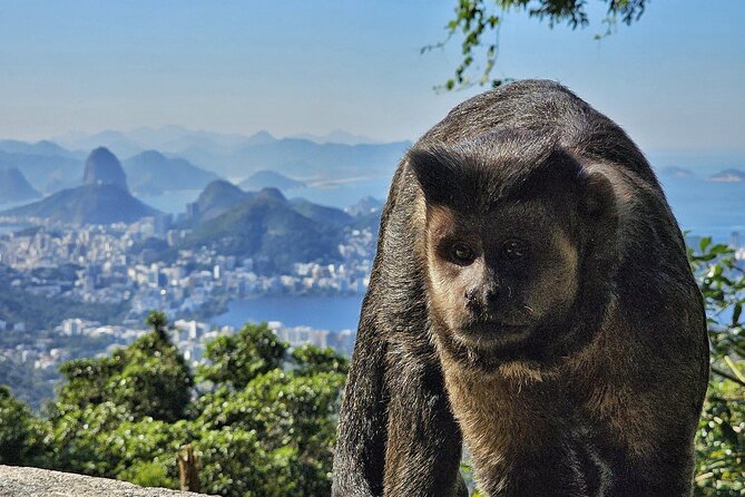 Small-Group Tijuca Forest Guided Tour - Pickup timing, meeting points, and how to make the morning smooth
