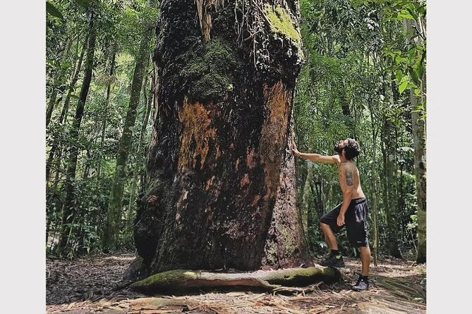 Small-Group Tijuca Forest Guided Tour - Price, value, and what’s included in the $70 ticket