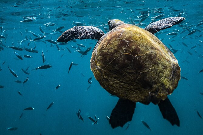 Snorkel Dive with Turtles - Gracainha Beach: Where You Put the Gear On and Start Looking