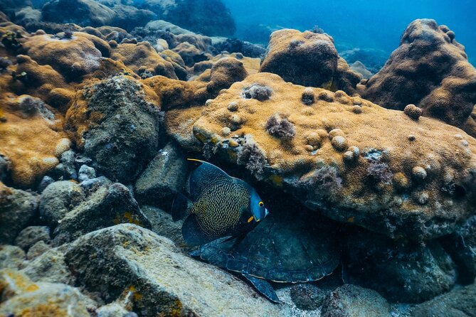 Snorkel Dive with Turtles - Price and Value: Is $29.43 a Fair Deal?