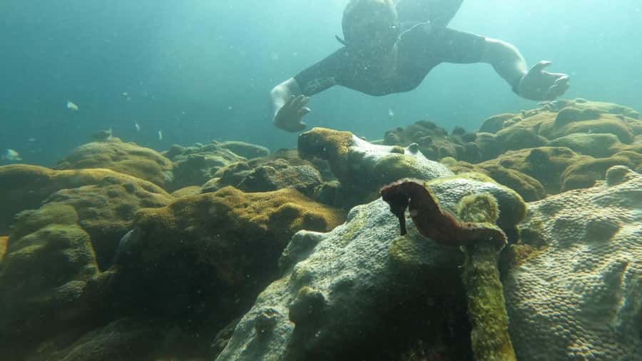 Snorkeling with turtles in their natural habitat - Key things I’d plan around