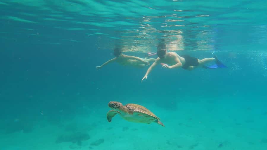 Snorkeling with turtles in their natural habitat - The short boat hops that keep the day moving