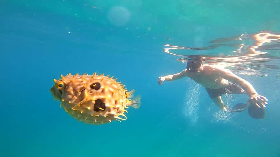Snorkeling with turtles in their natural habitat - Freguesia de Santana: beach walking without rushing
