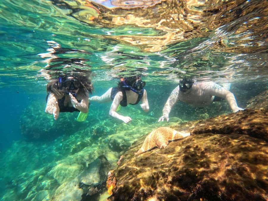 Snorkeling with turtles in their natural habitat - Your guide and the in-water coaching that makes sightings likely