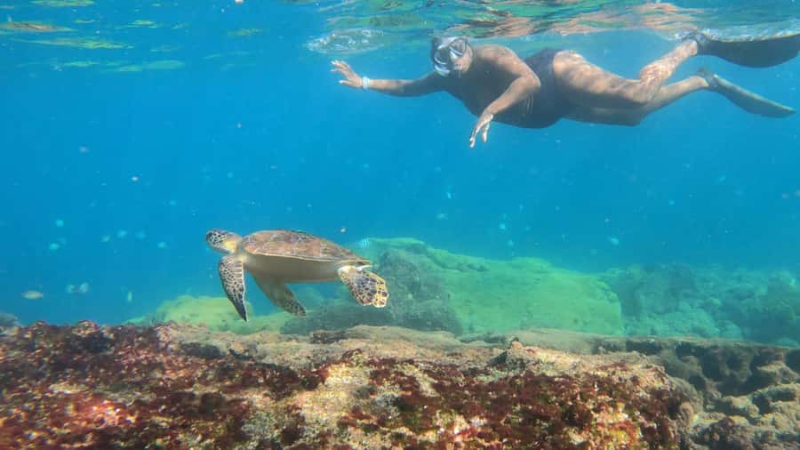 Snorkeling with turtles in their natural habitat - Lagoa Azul and the 90-minute turtle hunt