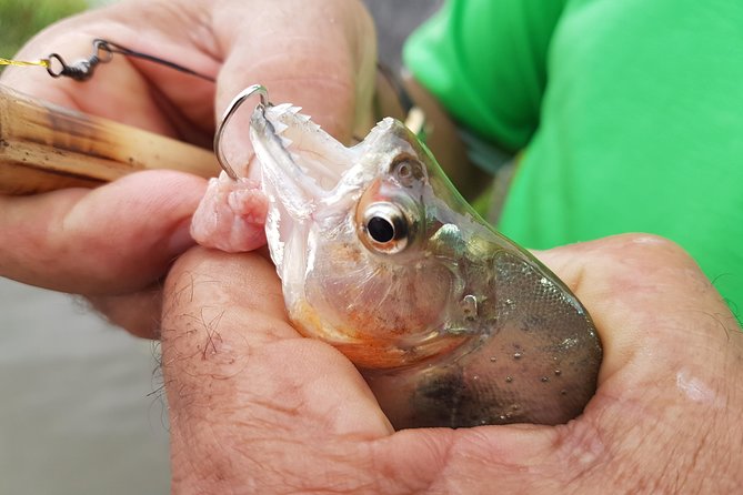 Solimoes River Piranha Fishing and Alligator Watching Tour - Why the Solimões River timing matters so much