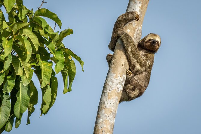 Taste of the Amazon Jungle 3D-2N-A Amazon Tapiri Floating Lodge - Key points to know before you book