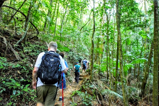 Tijuca Forest Half-Day Hike (Small Group or Private) - Group size, guide style, and why “small vehicle” matters here