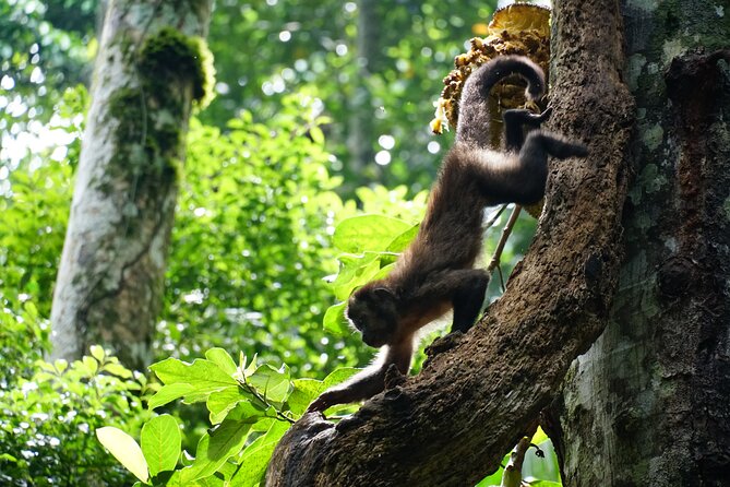 Tijuca Forest Hike - Waterfalls & Caves, Nature & Wild Life! - How the guides shape the experience, from plant spotting to great photos