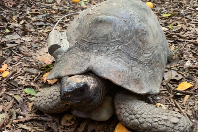 Tijuca Forest Hike - Waterfalls & Caves, Nature & Wild Life! - Trail difficulty and what to pack for humid, slippery stretches