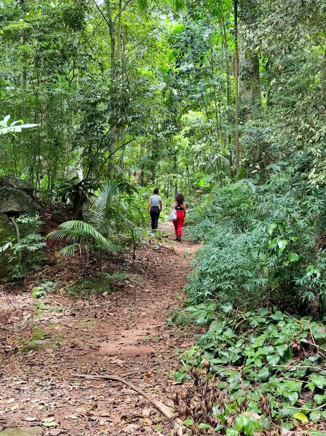 Tijuca Forest´s hike: caves, waterfalls and great views - Tijuca Forest from Alto da Boa Vista, where Rio turns into rainforest