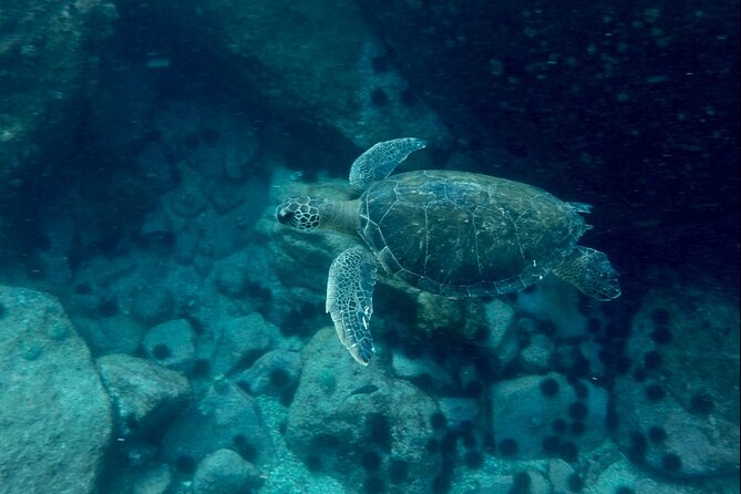 Tijuca Islands Snorkeling & Whale Watching Boat Tour from Rio - Whale watching add-on: the R$150 cash fee and how to think about it