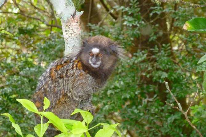 Tijuca National Park and Botanic Garden Guided Tour & Transfer - The trail time inside Tijuca: what your guide helps you notice