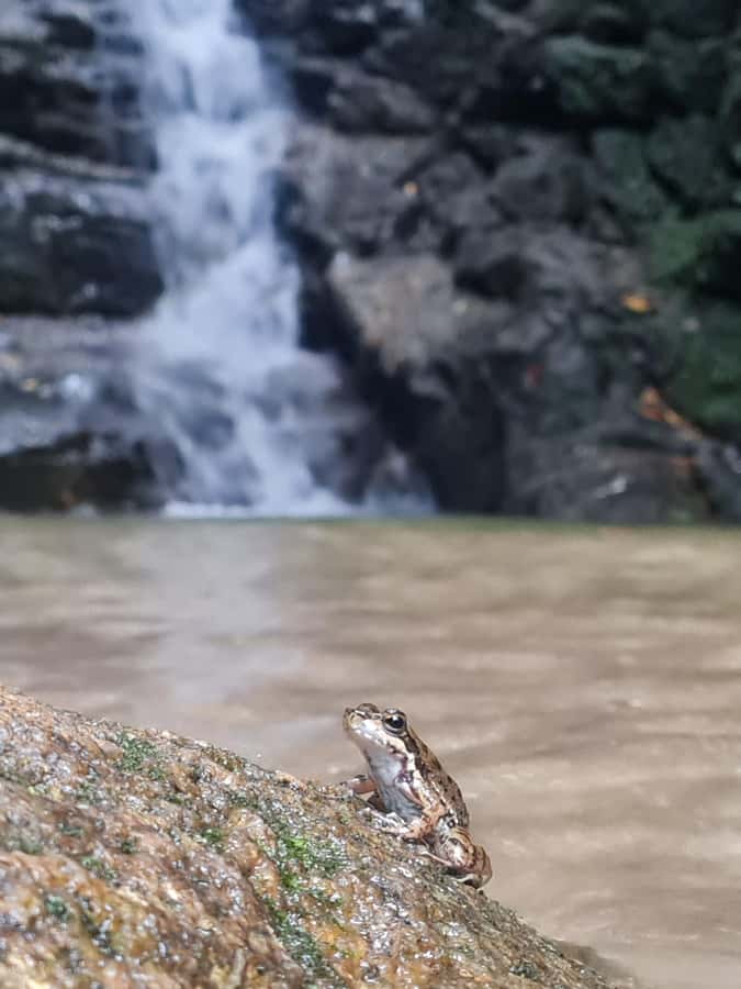 Tijuca Rain Forest - Adventure through Waterfalls & Caves - Tijuca Forest Meets Waterfalls and Caves: The Big Idea