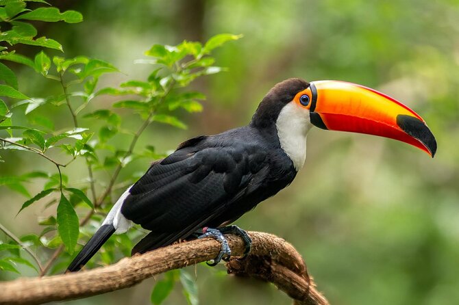 Tijuca Rainforest Waterfalls, Wildlife, Caves and Rio Scenic View - Into Tijuca National Park: The Urban Jungle Where Wildlife Shows Up