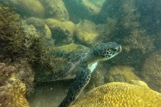 Tour to Bombinhas with Snorkeling Experiência - Pickup, meeting points, and how the day starts