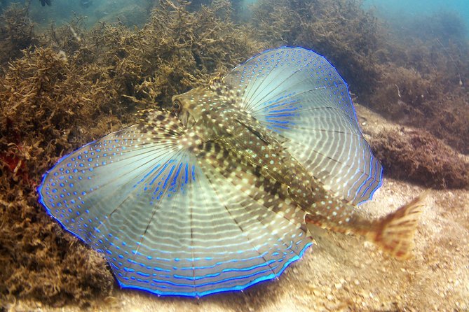 Tour to Bombinhas with Snorkeling Experiência - Meet Agatha and the specialist biologist team