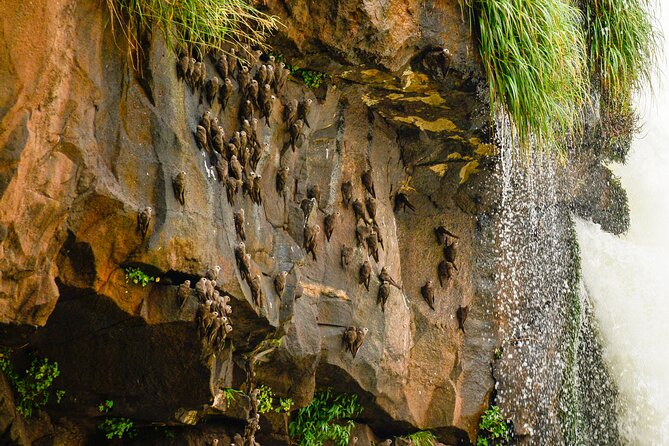 Transport to the Falls + Parque das Aves in a family vehicle. - Parque das Aves: Why 2 hours feels like the right amount