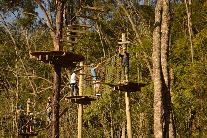 Tree climbing among the araucarias - Why Tree Climbing at Base Caldas Feels Different From a Standard Adventure