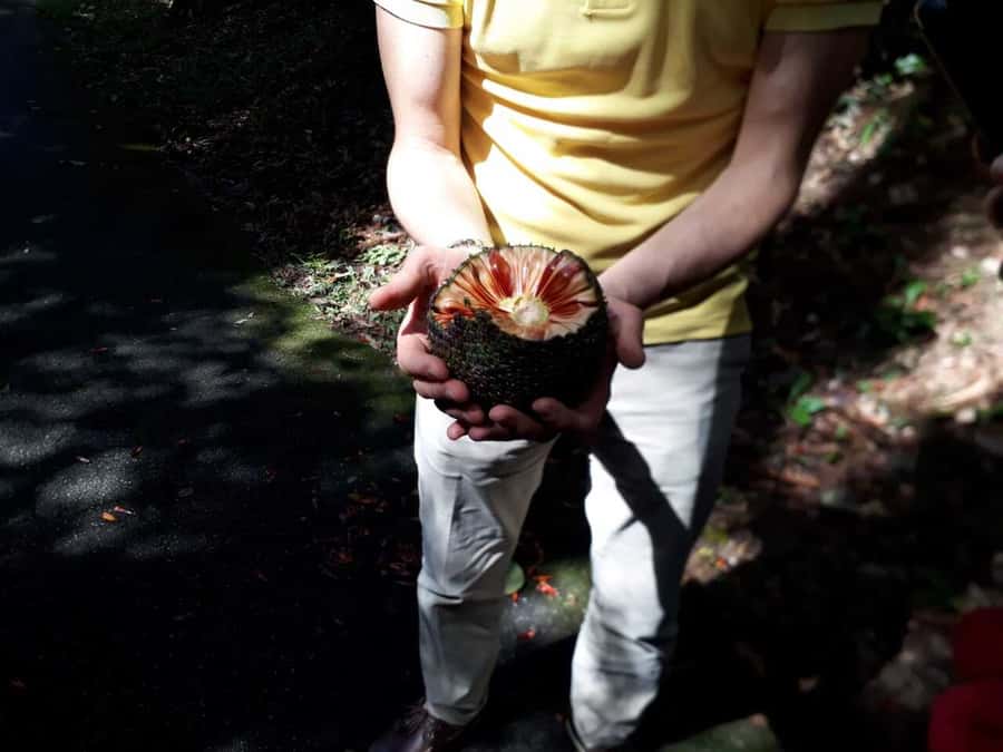 Walk to the Big Rock in Cantareira State Park - Guide and Private Group Dynamics: Diogo and Luiz Set the Standard