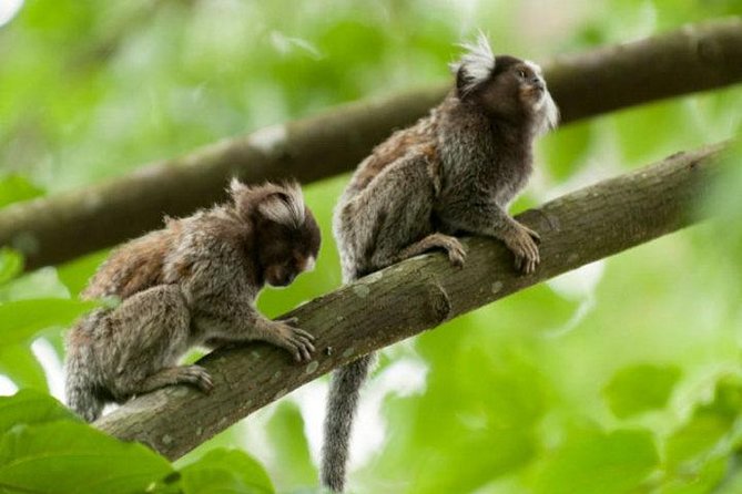 Walk to the Big Rock in Cantareira State Park: Optional airport pick-up - Wildlife Talk From a Real Local Guide (Dennis or Denis)