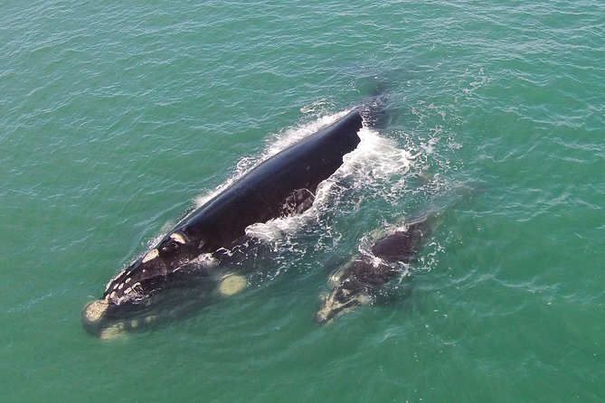 Whale Watching - Whale watching from land - Key highlights to look for