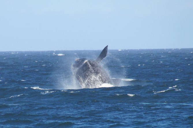 Whale Watching - Whale watching from land - Why whale watching from shore works so well here