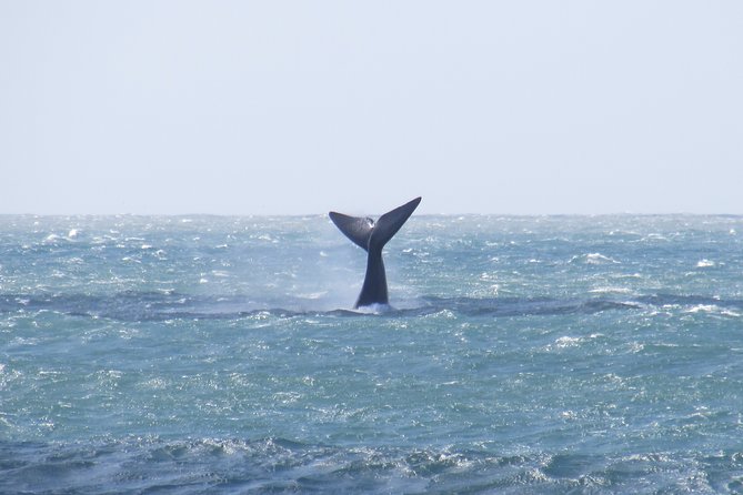 Whale Watching - Whale watching from land - Stop 2 in Garopaba: whaling station history and a Canoa Baleeira sighting