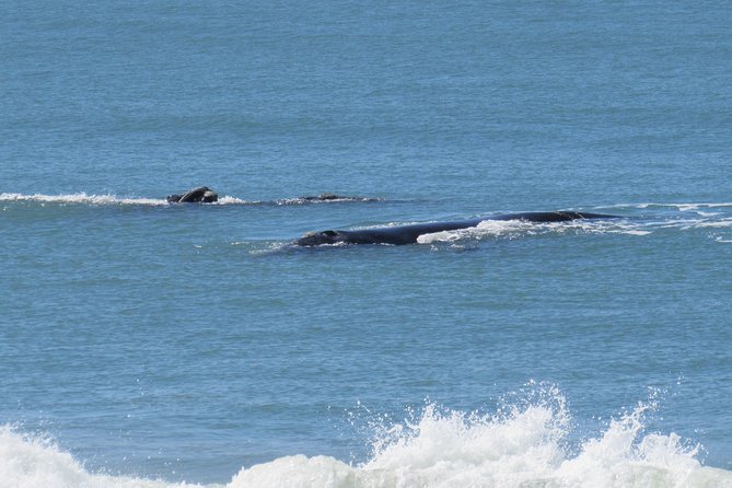 Whale Watching – Whale watching from land - Stop 1 in Imbituba: your first shot at whales from land