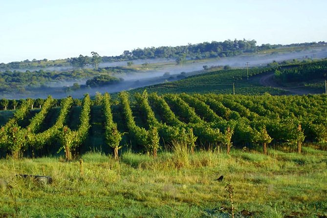 Wineries of the South, Maria Fumaça Train and Italian Epic Park - A full-day circuit that mixes wine, steam trains, and Italian storytelling